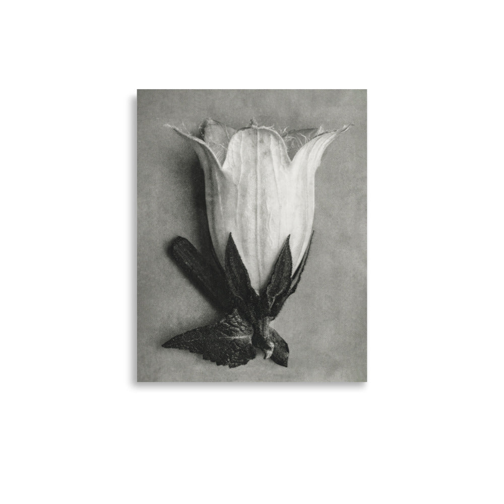 Botanical artwork of Campanula Alliariifolia (Cornish Bellflower) enlarged 10 times from Urformen der Kunst (1928) by Karl Blossfeldt, showcasing intricate textures and vintage floral design