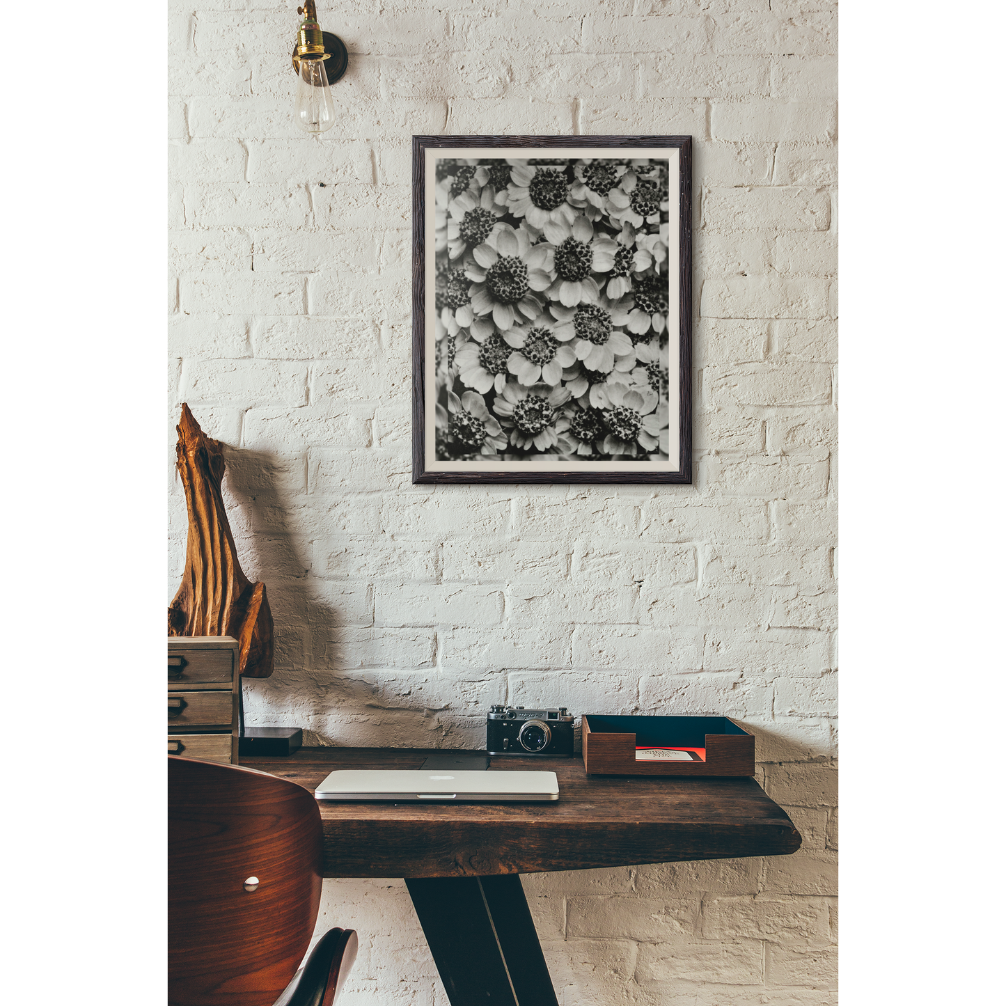 Achillea | Karl Blossfeldt