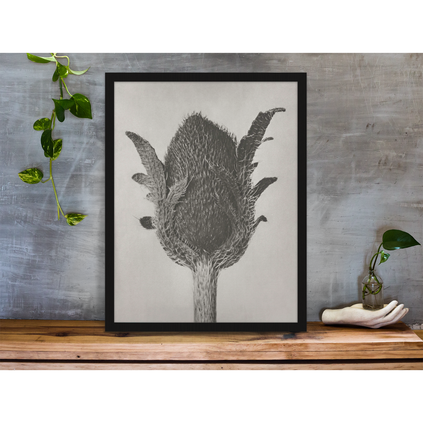 Oriental Poppy | Karl Blossfeldt