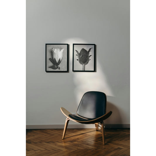 Oriental Poppy | Karl Blossfeldt