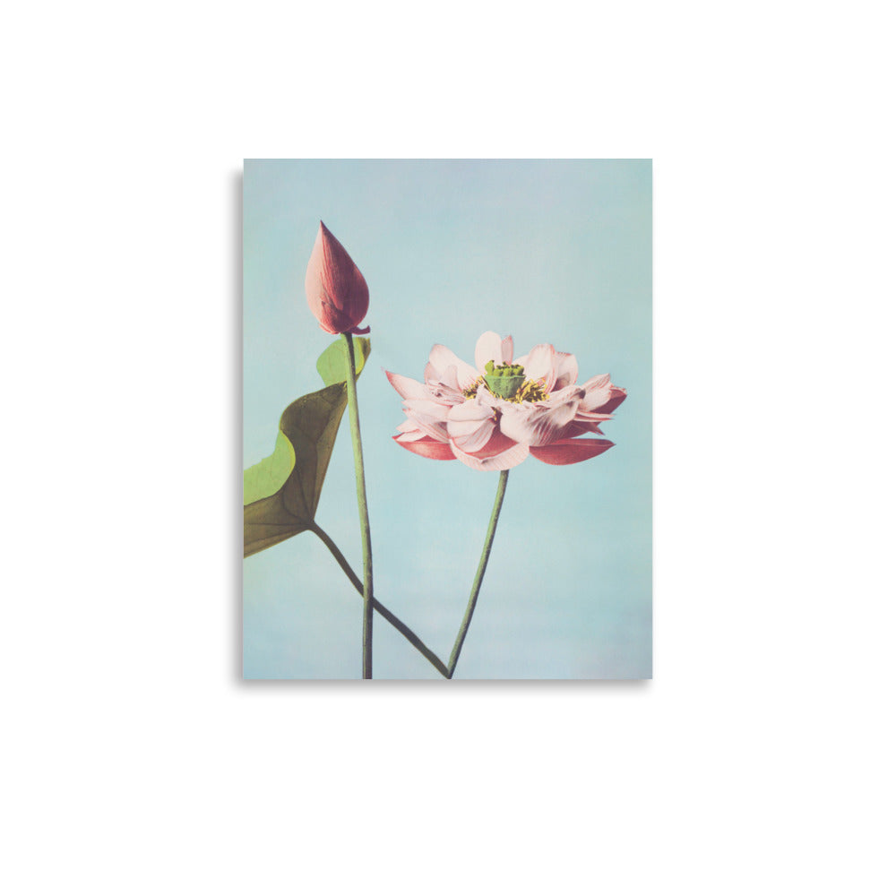 Photomechanical print of a lotus flower by Ogawa Kazumasa, created between 1887 and 1897, featuring vintage aesthetic and spring colors.
