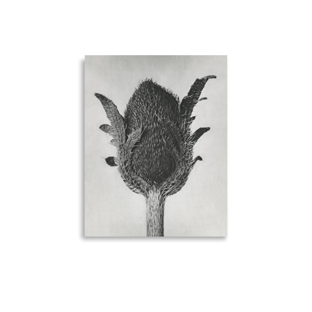 Botanical artwork of Papaver Orientale (Oriental Poppy) from Urformen der Kunst (1928) by Karl Blossfeldt, highlighting vintage textures and botanical elegance