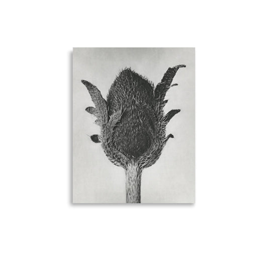 Botanical artwork of Papaver Orientale (Oriental Poppy) from Urformen der Kunst (1928) by Karl Blossfeldt, highlighting vintage textures and botanical elegance